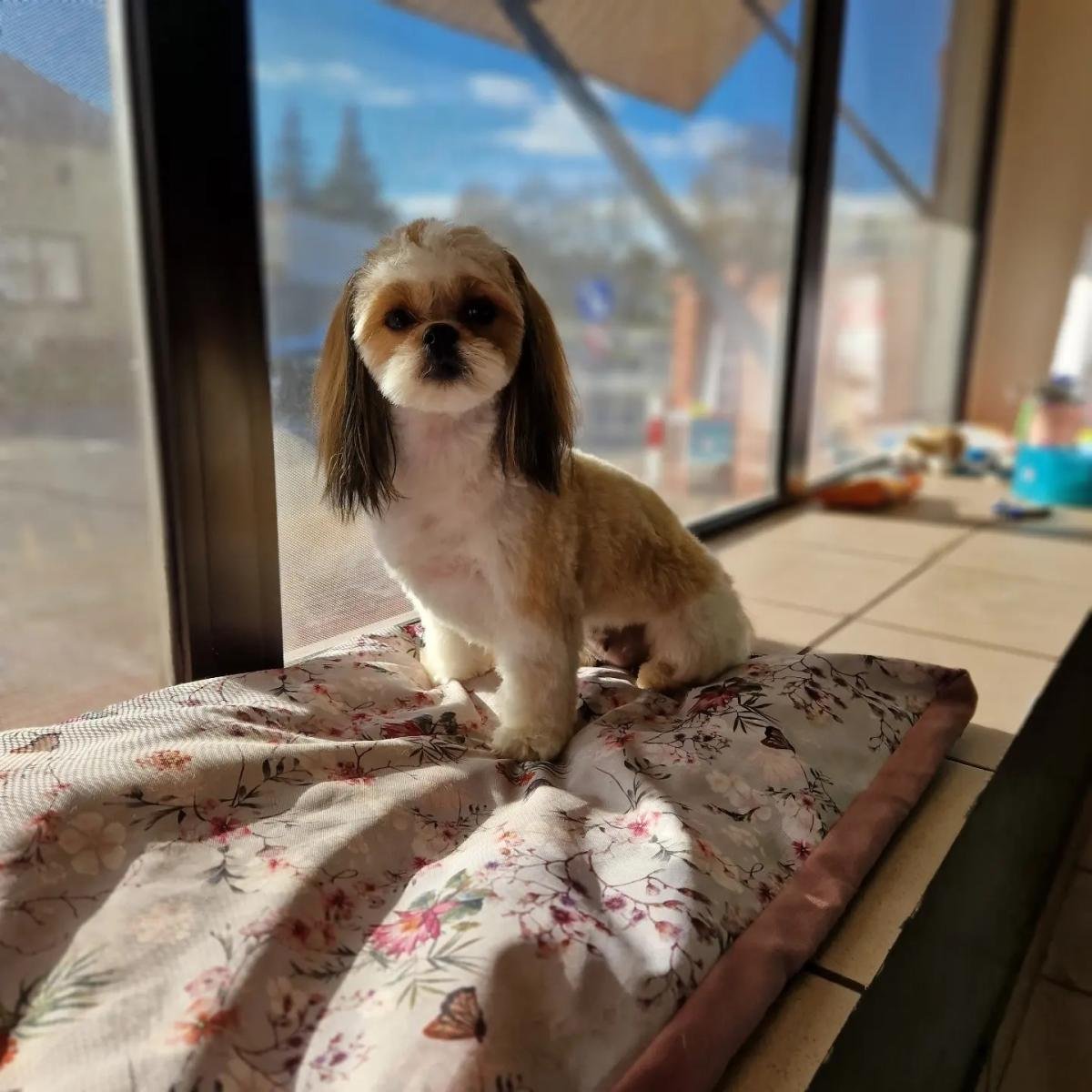 Shih tzu po strzyżeniu