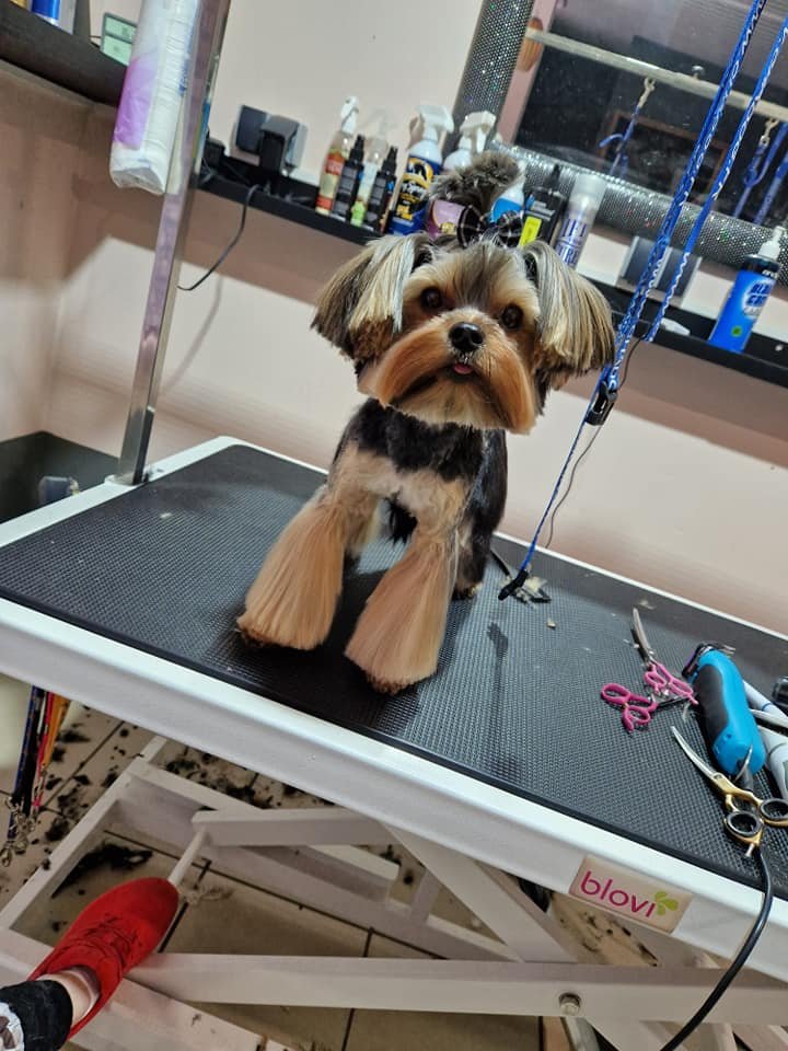 Yorkshire terrier po kąpieli i strzyżeniu