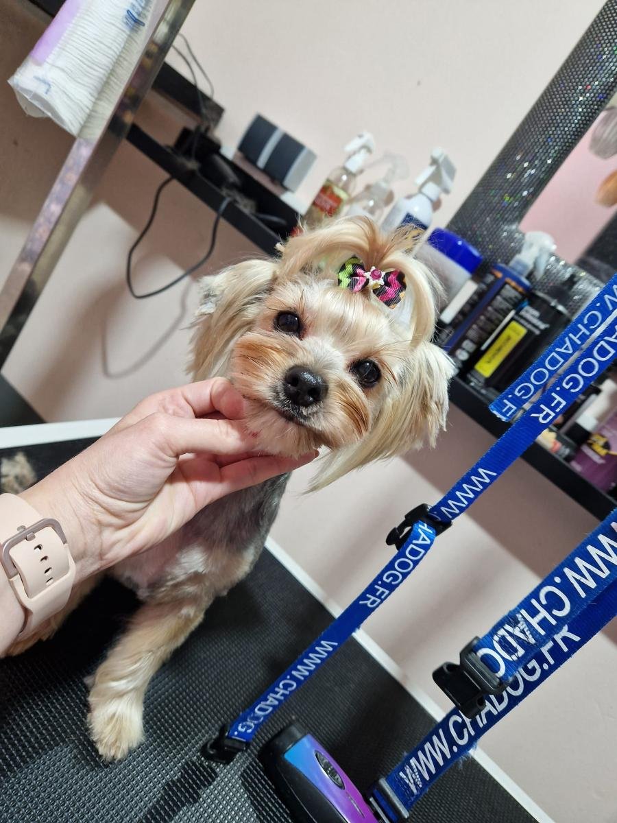 Yorkshire terrier podczas wykończenia fryzury