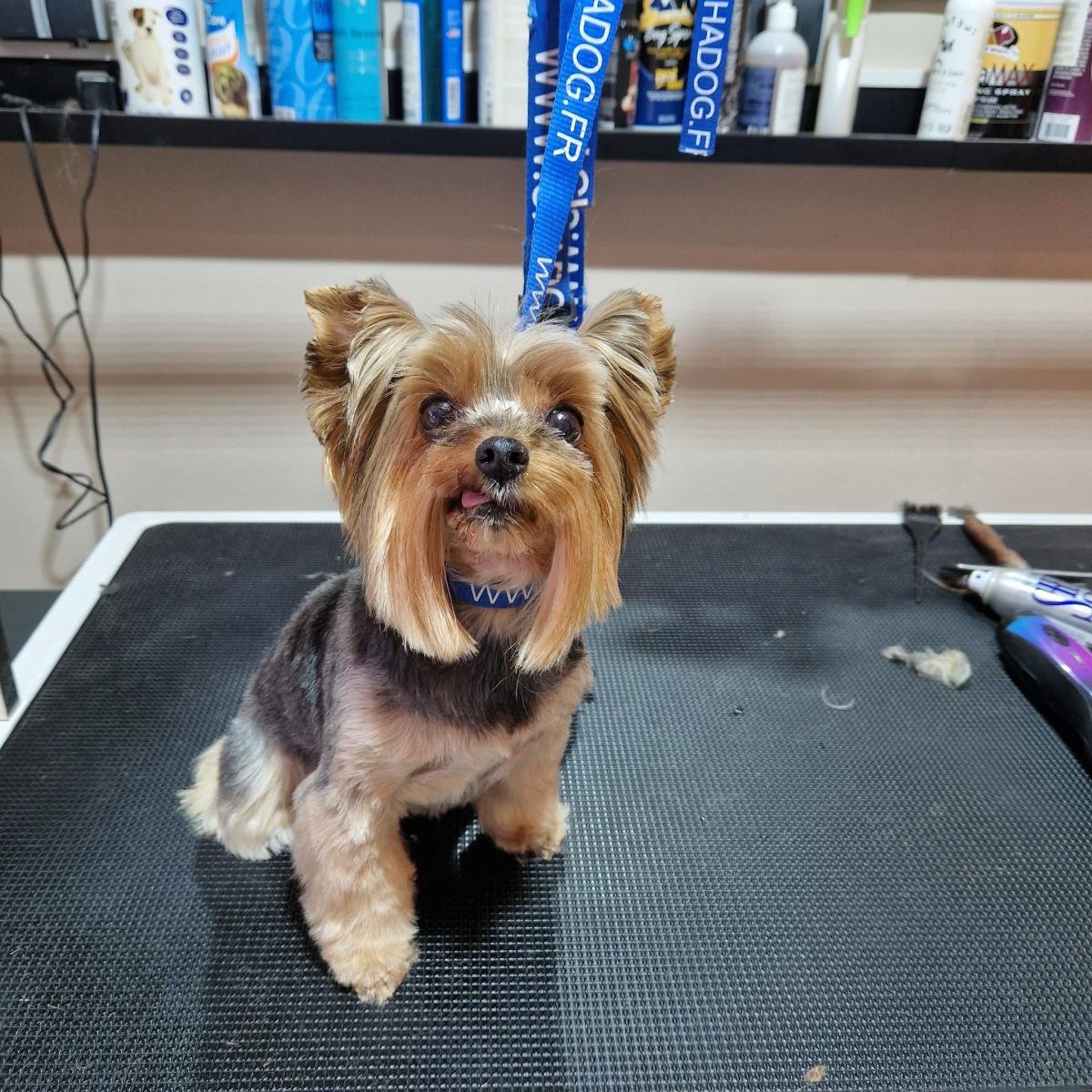 Yorkshire terrier po strzyżeniu
