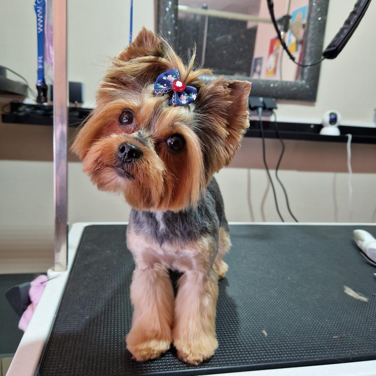 Yorkshire terrier z kokardką po pielęgnacji