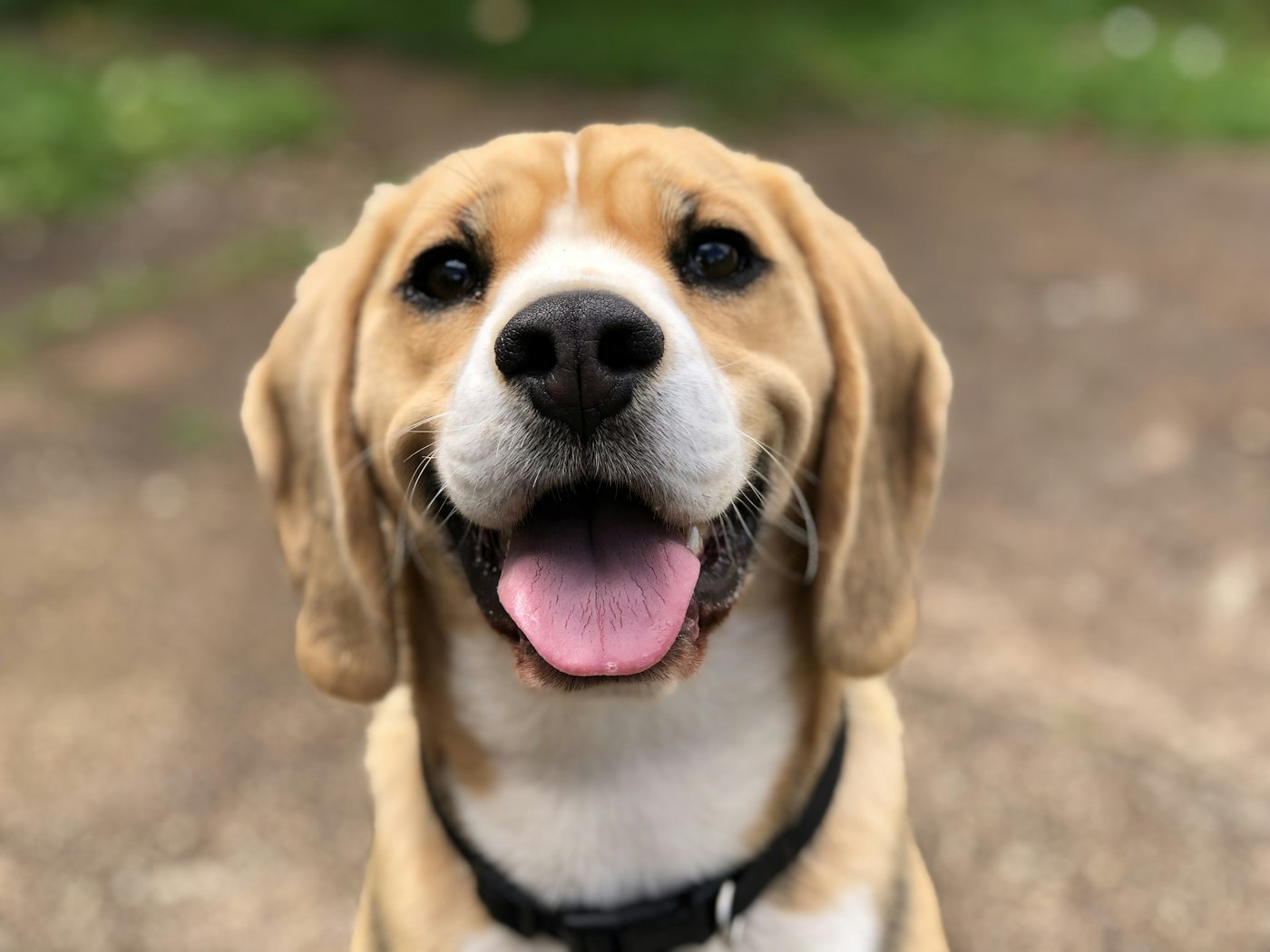 Beagle po pielęgnacji