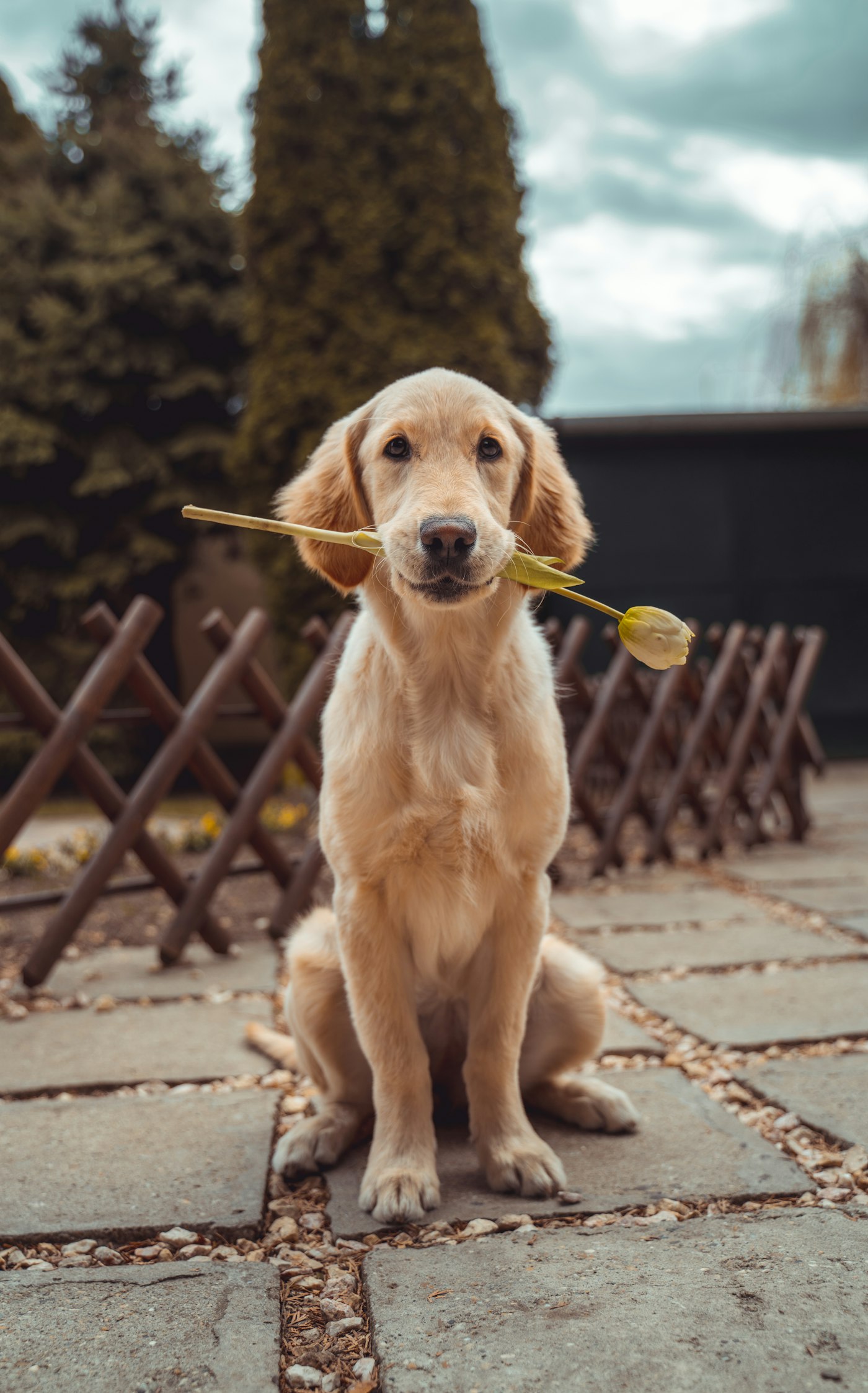 Golden retriever po pielęgnacji